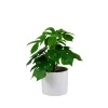 Plantas Artificiales<CASA Monstera Planta Varios Colores